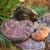 MYCO8 - Image 9