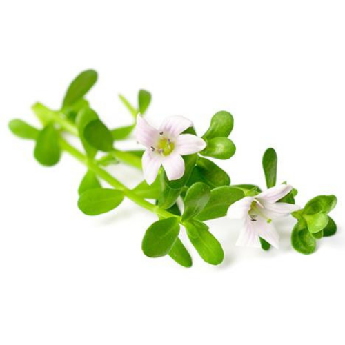 Bacopa Monnieri