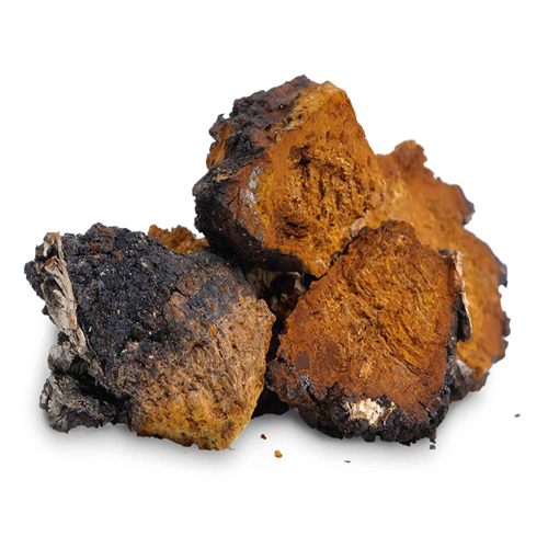 Chaga