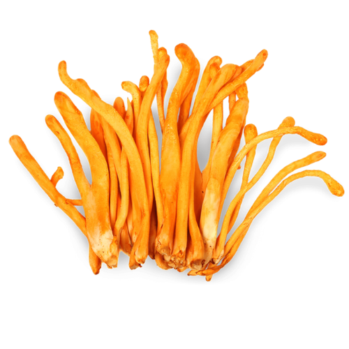 Cordyceps