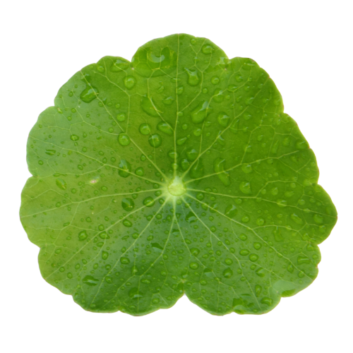 Gotu Kola