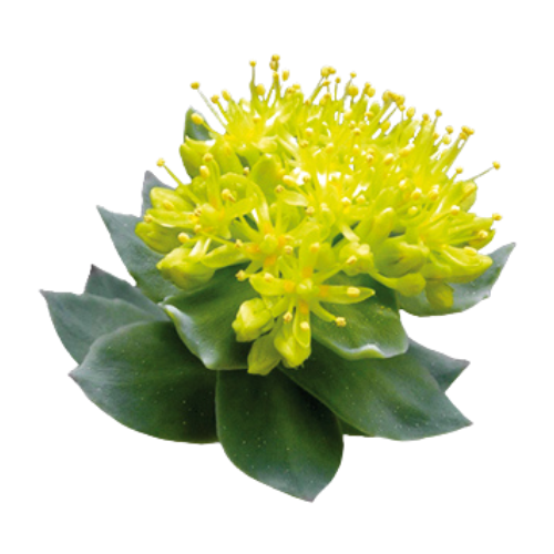 Rhodiola Rosea