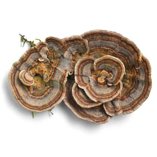 Turkey Tail