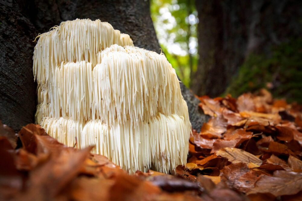 Blue Toad Lions Mane Image