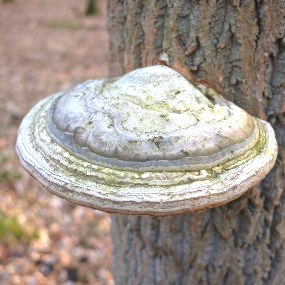 Blue Toad Agaricon Image