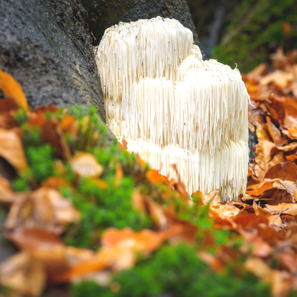 Blue Toad Lions Mane Image