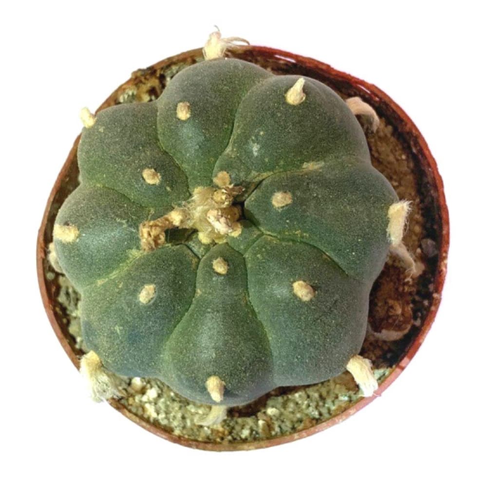 Peyote