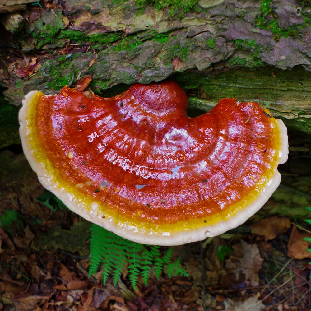 Blue Toad Reishi Image 2022 1