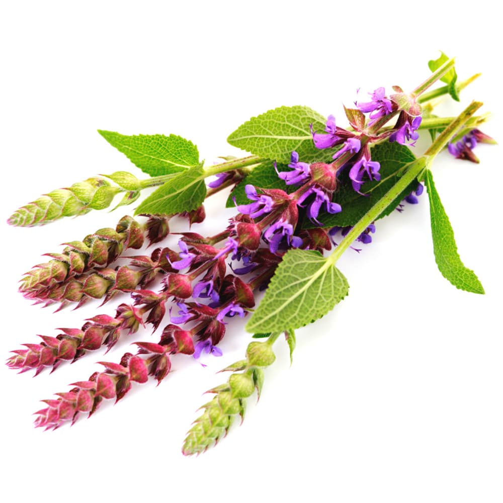 Шалфей лекарственный (Salvia)