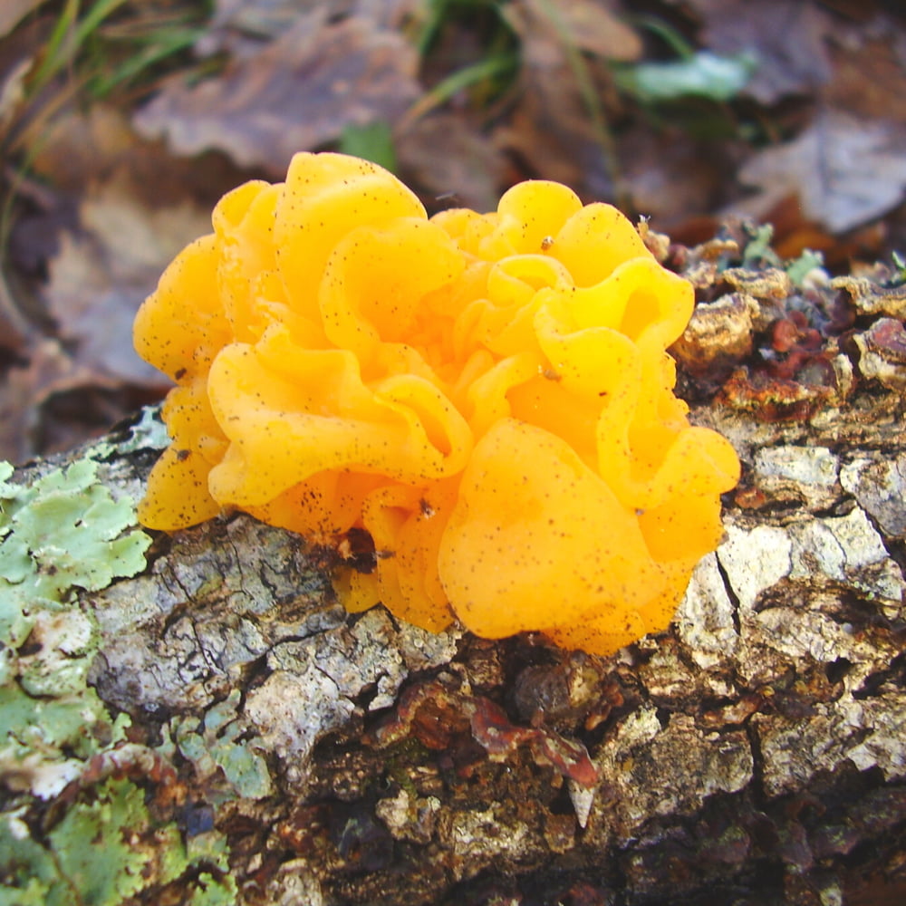 Blue Toad Tremella Image