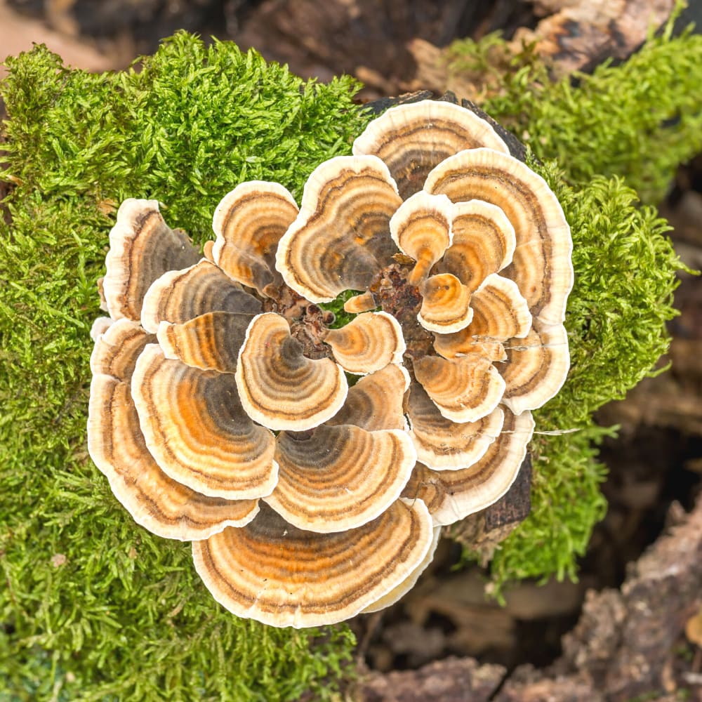 Blue Toad Turkey Tail Image