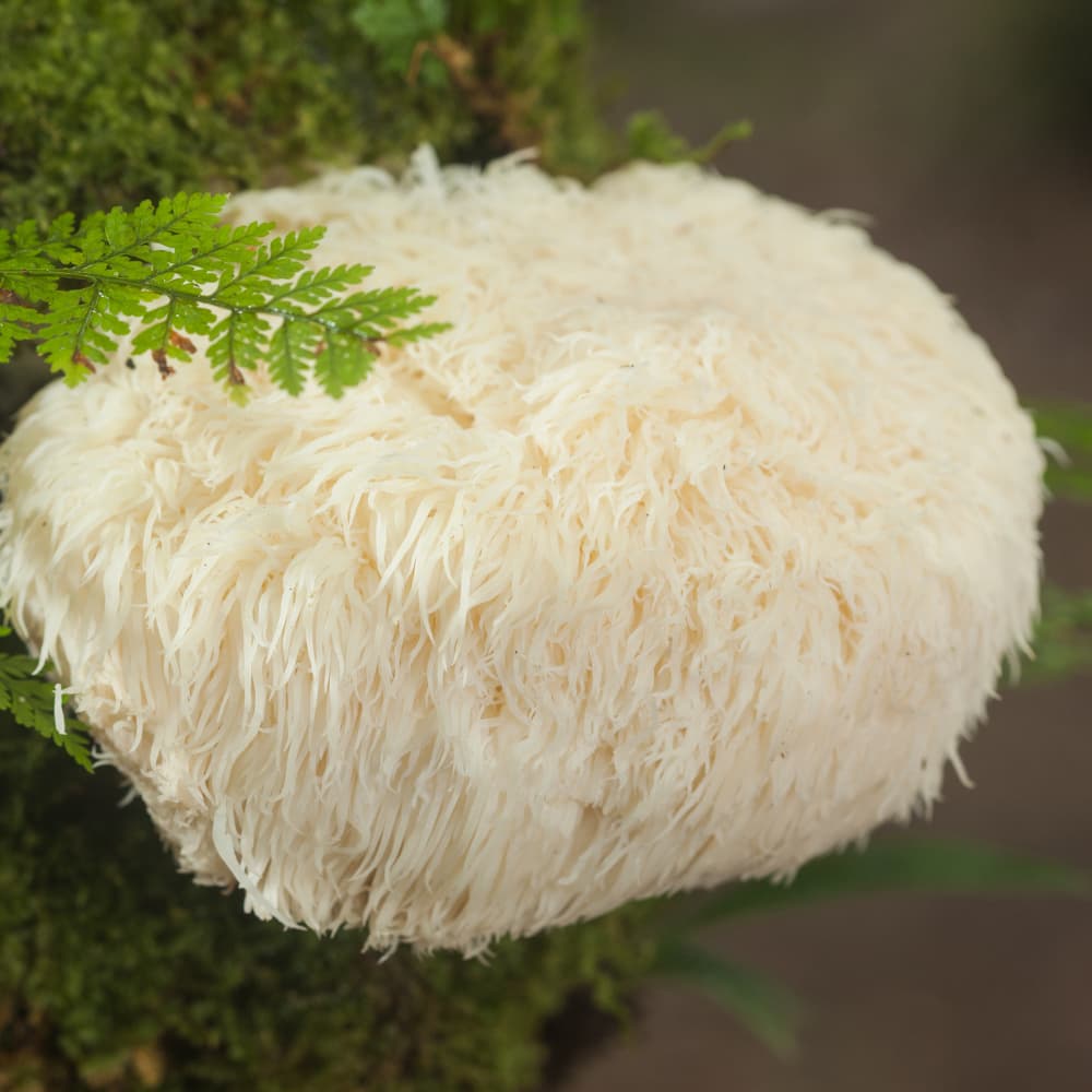 Blue Toad Benefits of Lions Mane Mushroom