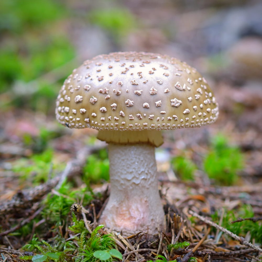 Fruiting Body Amanita Pantherina